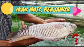 IKAN MATI BERJAMUR - CARA BUDIDAYA IKAN GURAME DI KOLAM BETON #ikan #budidaya #gurame