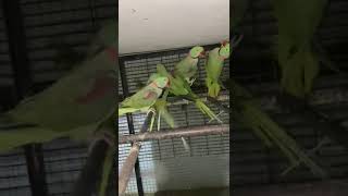 ALEXANDRINE PARAKEET FLOCK