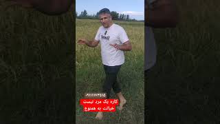 کشاورزی و برنج کار شغل و حرفه ماست               کیفیت دستوره کاره ماست #ترند