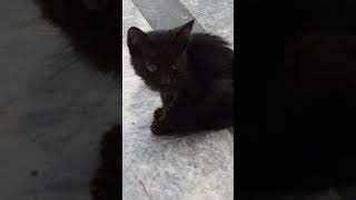 beautiful innocent Black Stray kitten #Shorts #youtubeshorts