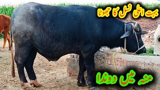 Nili bull|Bada khubsurat bull|Pakistan biggest bull|bull mandi|top class bull|Pakistan ki shan bull