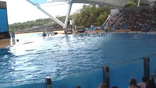 Show de Orcas en Loro Parque de Tenerife Julio 2011