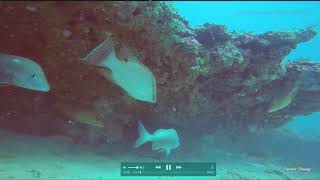 How to catch Hogfish part 2 - Structures to fish