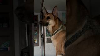 Crazy German shepherd howling in my truck camper with a harmonica.