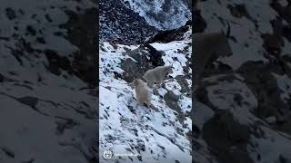 Check out these mountain dwellers! #goats #mountaingoat #mountaingoats #climbing #adventure