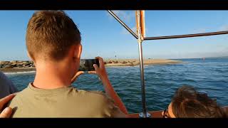 Blakeney Seals