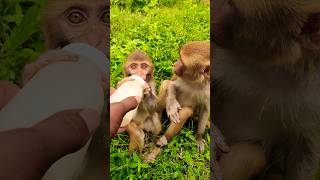 Dudu pita bandar ka bachcha 🍼🍼🍼🐵🐵🐵#bandar #monkeyvideo #monkey 0603