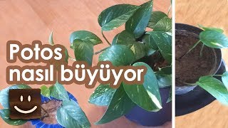 Salon sarmaşığı (Potos sarmaşık) nasıl büyüyor - Güncelleme