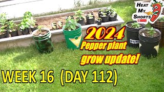 Hot Pepper Grow Update: week 16! Some are in their final-homes now!