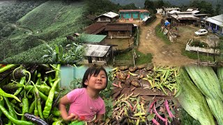 Visiting my mom field| harvesting organic vegetables 🥦|village life| Lito N. yepthomi