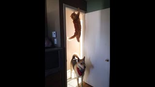 😺 Кота не видели? 🐕 Смешное видео с собаками, кошками и котятами! 😸