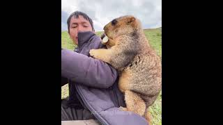 Милому сурку нужно съесть еду у человека  🐾🦦🦔😍