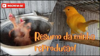 Resumo da minha reprodução e alguns fatos que estão acontecendo no canáril.