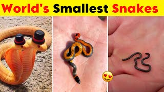 Top 10 Smallest Snakes in The World - TopTenz Guide