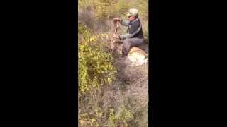 A man straddled a fallow deer