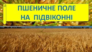 ПШЕНИЧНЕ ПОЛЕ на підвіконні (1 клас)