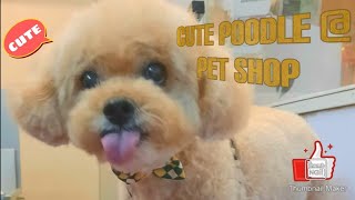 Toy poodle @ pet shop grooming #shorts