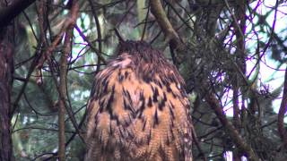 Eagle Owl: Uhuline gefilmt 2 Stunden nach dem Unwetter über Hamburg.