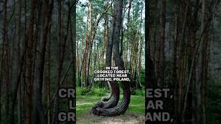 The Crooked Forest #mystery #history #facts