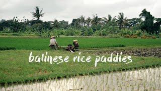 The Peaceful Rice Paddies of Bali | Pererenan | 4K