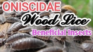 Oniscidae the beneficial insect on earth #nature #insects #wildlife