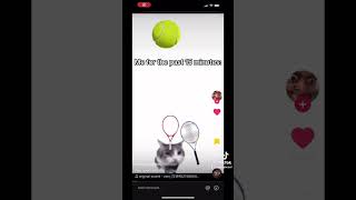 Tennis with mr kitty