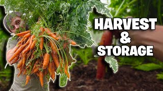 Harvesting Then Storing Carrots! (Easiest Method)