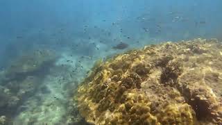 Hong island, coral reefs