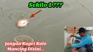 Babonya Sekilo 1!!? Mancing Disini Penuh Kejutan || Spot Mancing Mujair Babon Empang H Merit Marunda