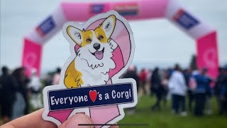 Corgis Join The Making Strides Bay Area Breast Cancer Walk