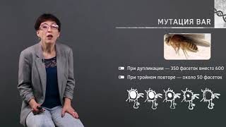 2 4  Хромосомы меняются?