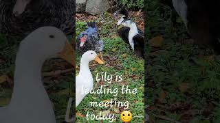 Daily Duck Diary Morning Meeting