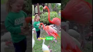 flamingo bird feeding red blood! #shorts #viral #flamingo