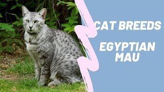 EGYPTIAN MAU - CAT BREEDS