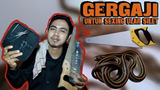 SEXING ULAR OLIGODON OCTO DENGAN CARA PROBING  | INI RAHASIANYA ..... COLUBRID WORLD