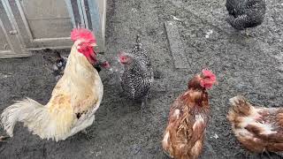 The Best Time of Day to Introduce New Chickens to A Flock