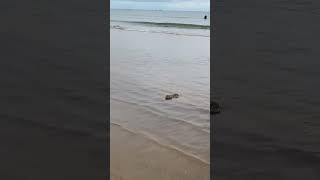 Un lièvre a bord de la mer