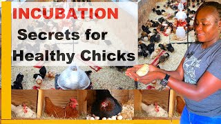 How to Select the Best Eggs for Hatching: Tips for Healthy Chicks, Poults & Ducklings!