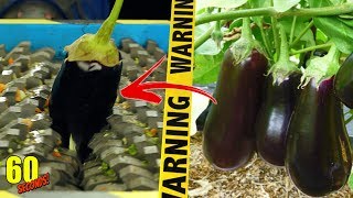 ◄ 60 초 ►실험 파쇄기 VS 가지 | Eggplant (60 Seconds!)