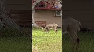 NICE front yard buck #hunting #whitetaildeer #shorts