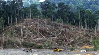 Borneo's Vanishing Rainforest: The Unseen Crisis