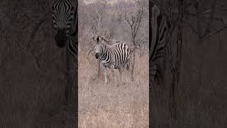 Zebra at Etosha National Park, Namibia.