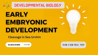 Cleavages in Sea Urchin || Early embryonic development || #csirnet #deb_bio