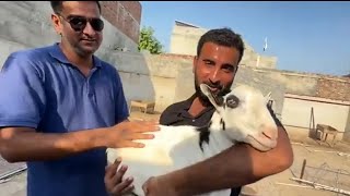 MILLO jannat se Wapis Agea😍--Surprise-- #viralvideo #goat