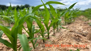 2024 Corn is in the ground!