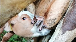 Look at the milking of the calf from its mother from a special angle 🧐😋