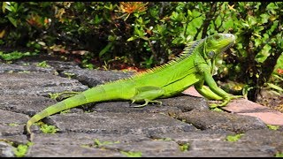 Grüner Leguan im Zoo