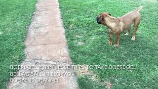 Boerboel puppy Jesse tries to take Boerboel Bella’s ball 😉