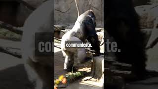 The Secret Life of Gorillas 🦍