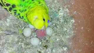 baby birds budgies & lovebirds sound #fancybirdsworld #baby